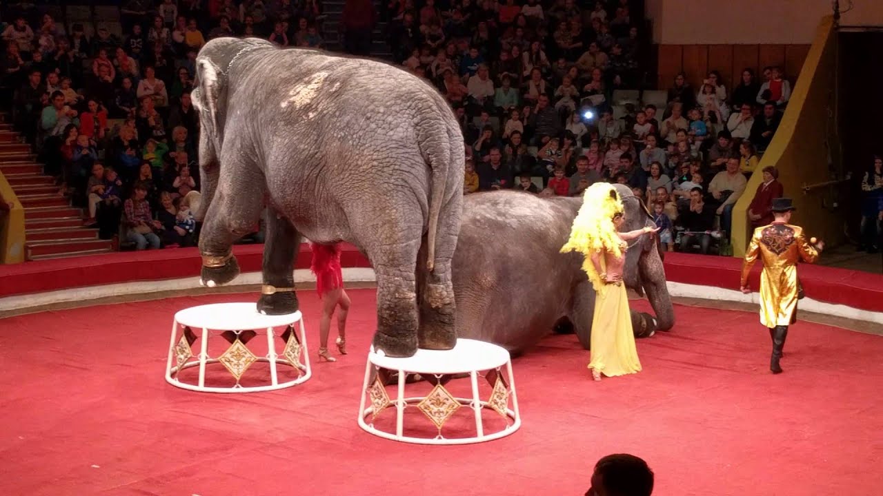 Цирк больших зверей. Казань.