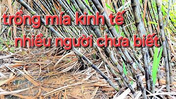 Chia sẻ cách trồng mía làm giàu _ đặt giống 0939.811.863 