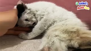 Please give me a chance to live! poor kitten timidly Beg for a last favor by ANIMAL'S HEALTH CARE 18,082 views 12 days ago 10 minutes, 16 seconds