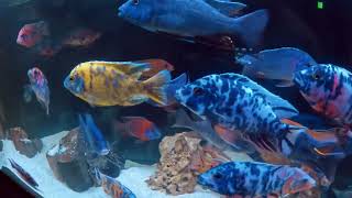 90 gallon african cichlids weekly water change