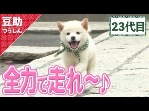 豆柴助ページ えへえへ♪笑顔で全力ダッシュにピコピコしっぽ！23代目＜柴犬・豆柴