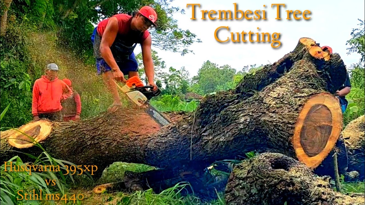 Excellent,,! Too many branches of this Trembesi tree finally cut down ...