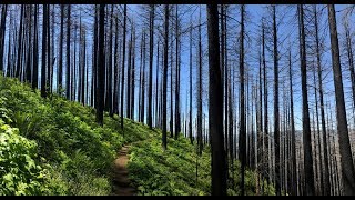 Eagle Creek Fire Before & After Photos Multnomah to Wahkeena Falls