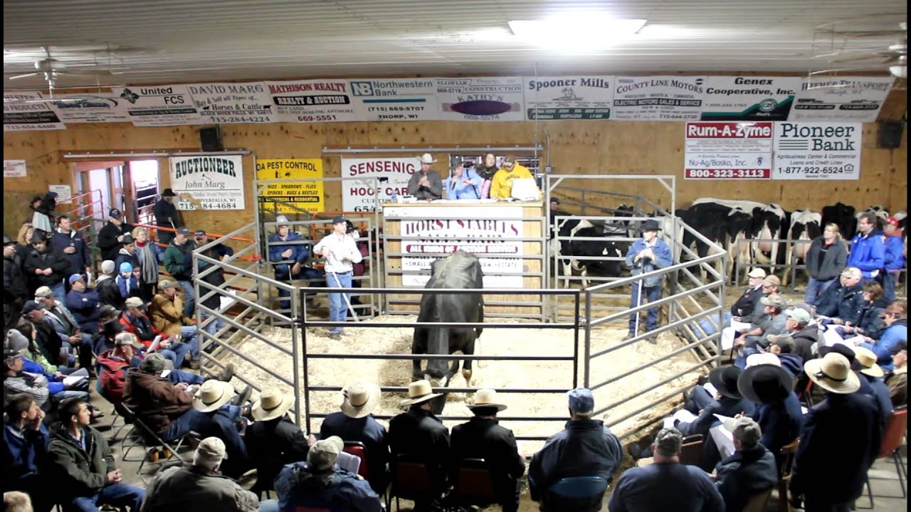 Cow Auction pt. 10 YouTube