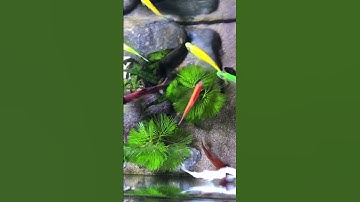 Cá vàng/Cá cánh buồm#cávàng#fish#aquarium#shotrs