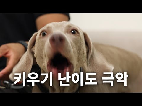 라고 유명한 견종에 대하여ㅣ견종백과 와이마라너편