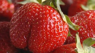 Белореченск не в курсе: что продают в Краснодаре под видом кубанской клубники Белореченск не в курсе: что продают в Краснодаре под видом кубанской клубники