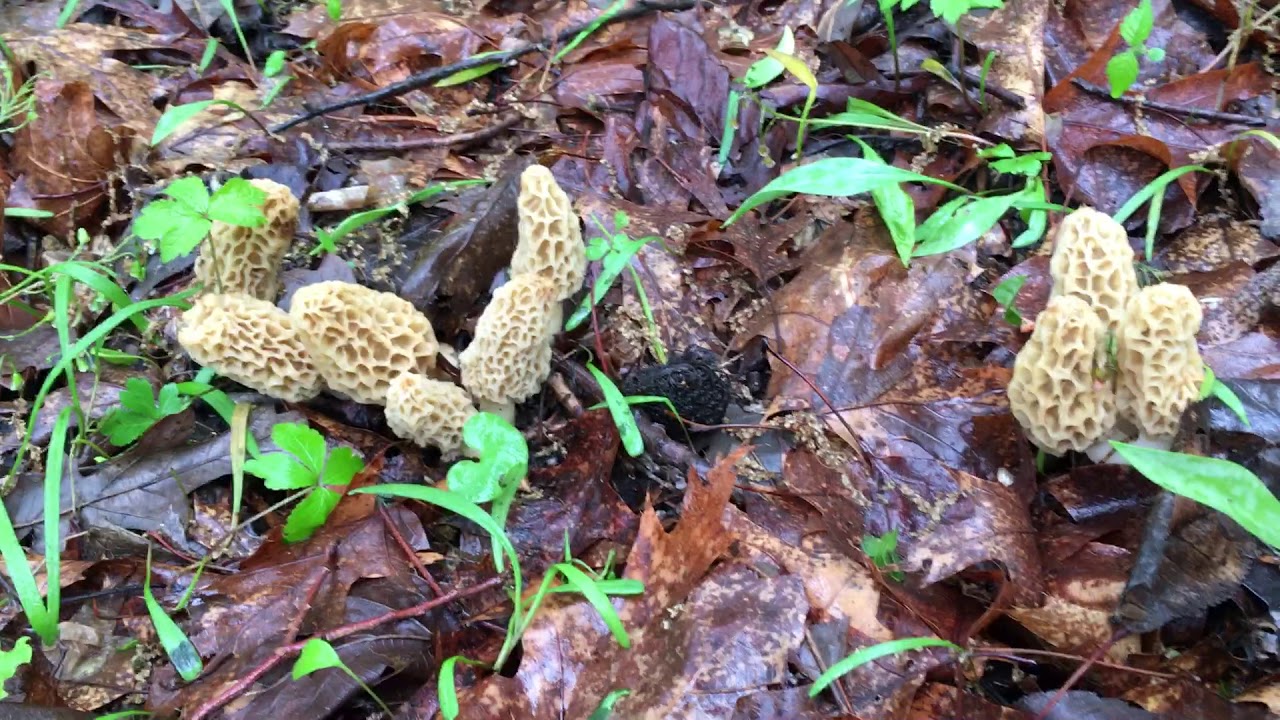 Morel Hunting Kansas City 2020. YouTube