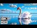 UNREAL COLORS in 8K HDR 240fps | Dolby Vision OLED Demo (8K/4K TV)