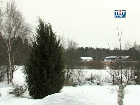 Наедине с природой. Можжевельник обыкновенный | 2010