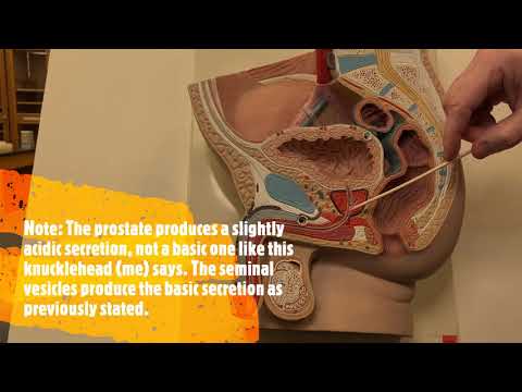 Male Reproductive Model Video