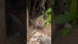Cute striped grass mouse eating breadcrumbs 😍