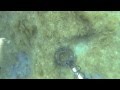 Black sea Underwater Gold hunting with metaldetector Fisher cz21
