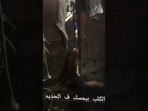 من غير كلام كتير اش رس كلب بيتبول