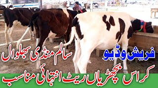 Salam Mandi Bhalwal || Croos Heifers Fresh Rates || Australain Freezian Cross Breed |