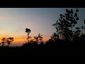 Asli Keren Abis Pedesaan Penuh Kicau Burung Liar Mp3 - Mp4 Download