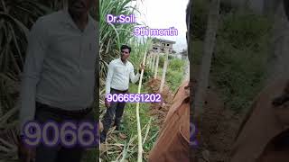 கரும்பில் வரக்கூடிய அனைத்து பிரச்சனைகளுக்கும் தீர்வு #9066561202 #microbi #drsoil #biofertilizer