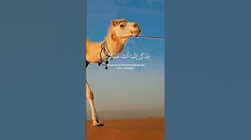تلاوة خاشعة من سورة الغاشية بصوت جميل، القارئ ماهر المعيقلي #quran #القران_الكريم #fyp #foryou #الله
