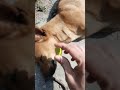 Sleeping Dog reaction to  lemon🍋