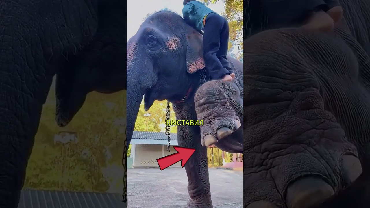 Умный Слон Помог Девушке Забраться На Спину! 🐘❤️