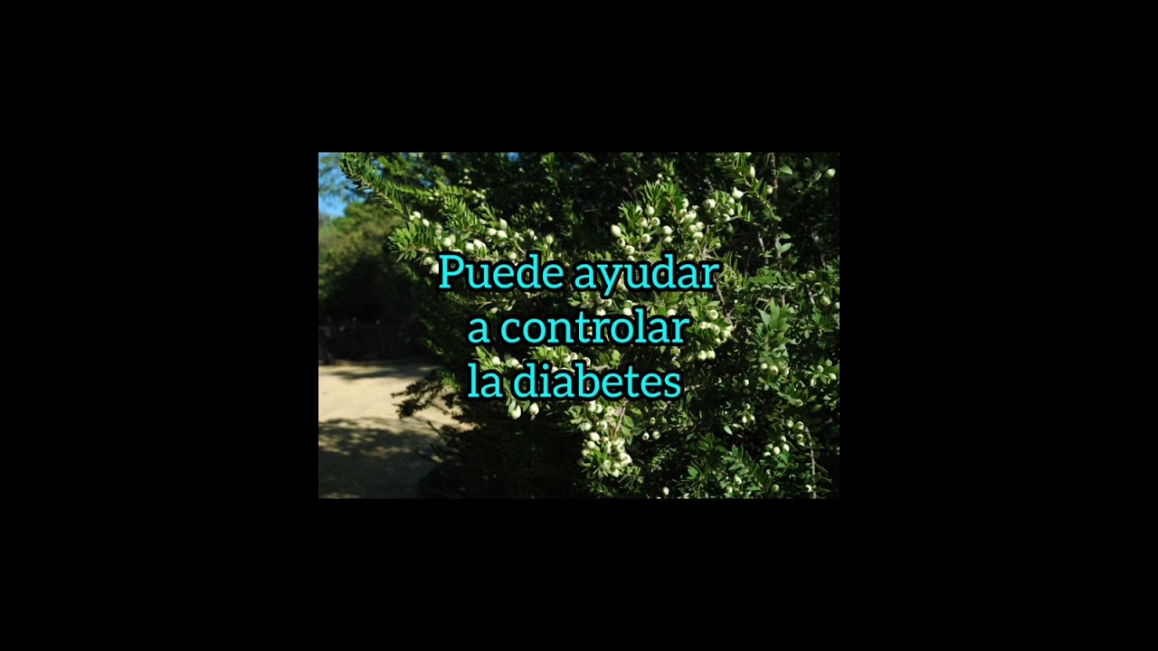 Beneficios del Mirto