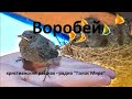 &quot;Воробей&quot; - христианский рассказ - читает Светлана Гончарова