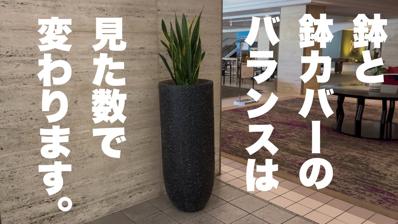 【鉢カバーと植物のバランス】見た目とバランスは好みだけど、見た数で感覚は変わります⤴︎