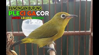 TEMBAKAN PLECI GACOR GAK ADA LAWAN