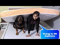 Anshu and jerry trying to lift mattress||cute dog videos