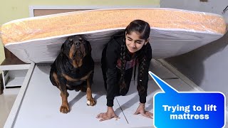 Anshu and jerry trying to lift mattress||cute dog videos