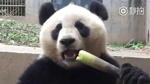 Perché il panda mangia il bambù?
