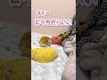 睡眠妨害犬2#ミニチュアダックスフンド