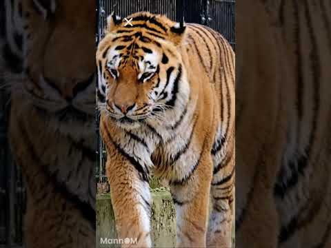 Transformation😯 | Tigers Video #Shorts #Short #tiger