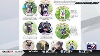 Oshkosh Humane Society looking to help long-term dogs find homes