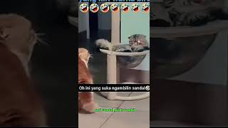 Cat Funny shorts
