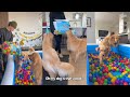 Golden Retriever Ball Pit Fun