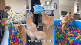 Golden Retriever Ball Pit Fun