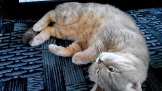 Кот говорит о своём СНЕ. Самое милое видео! Кот говорит о своём СНЕ. Самое милое видео!