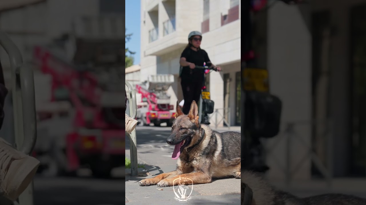 Ash will be ready in February for his forever home. If you are after an amazing family protection do