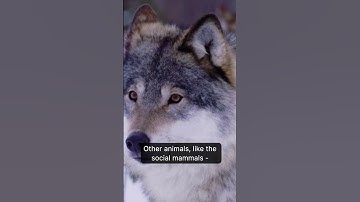 Collaboration: Our Species