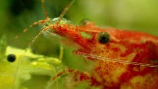 Cherry Shrimp Behaviour