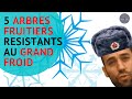 5 Arbres FRUITIERS Résistants Au Grand FROID 