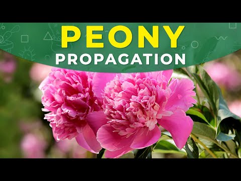 Vídeo: Com I Quan Replantar Les Peonies Després De La Floració?