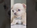 Is this the smallest puppy ever   wholesome moments