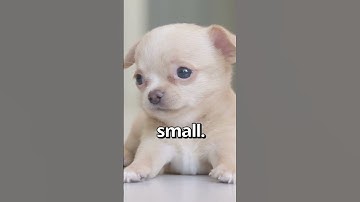 IS THIS the SMALLEST PUPPY Ever 😱 | Wholesome Moments