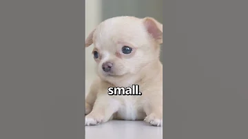 IS THIS The SMALLEST PUPPY Ever Wholesome Moments 