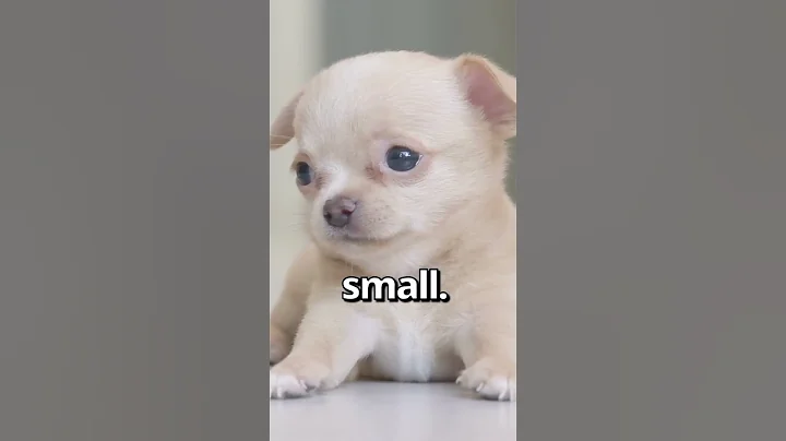 IS THIS the SMALLEST PUPPY Ever 😱 | Wholesome Moments - DayDayNews