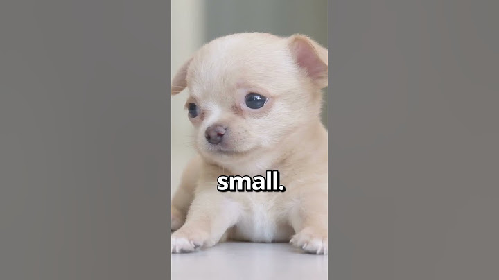 IS THIS the SMALLEST PUPPY Ever 😱 | Wholesome Moments