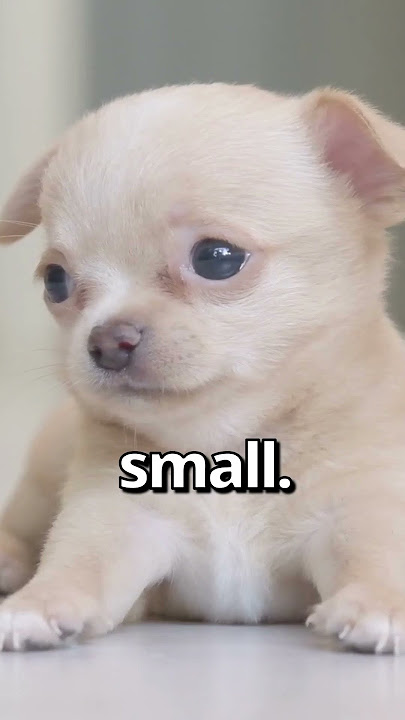 IS THIS the SMALLEST PUPPY Ever 😱 | Wholesome Moments
