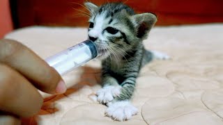 Kitten Hungry Drinking by Creative Animals 9 views 1 month ago 37 seconds